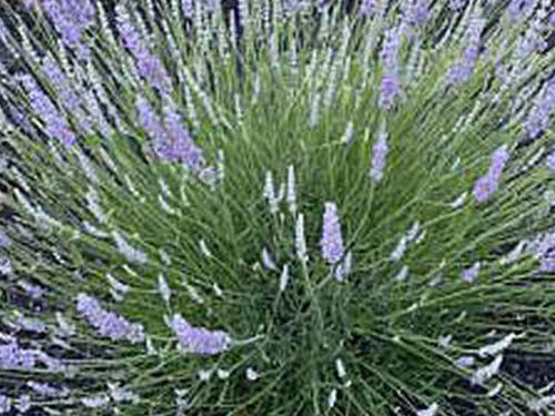 Let’s Talk Lavender