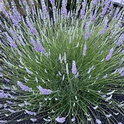 Let’s Talk Lavender