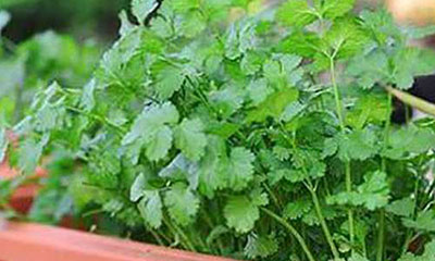 Let´s Talk Cilantro